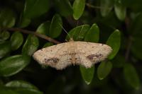Idaea dimidiata