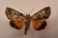 Polyphaenis sericata
