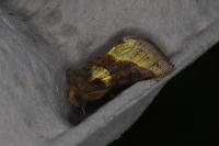 Diachrysia chrysitis