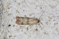 Homoeosoma sinuella