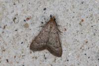 Bostra obsoletalis