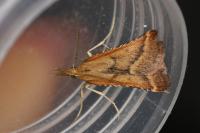 Synaphe punctalis