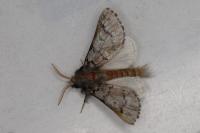 Thaumetopoea pityocampa