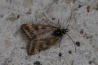 Pyrausta despicata
