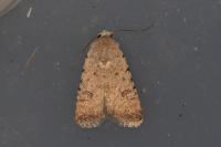 Caradrina clavipalpis
