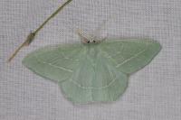 Hemistola chrysoprasaria