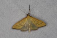 Mecyna flavalis