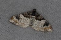 Catarhoe cuculata