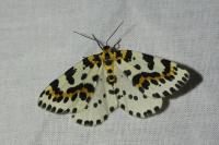 Abraxas grossulariata