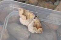 Scotopteryx angularia