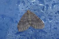 Operophtera brumata