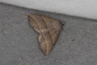 Colobochyla salicalis