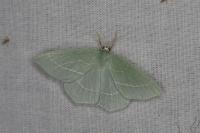 Hemistola chrysoprasaria