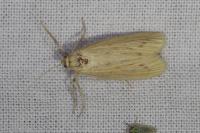 Ematheudes punctella