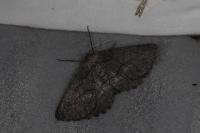 Nychiodes obscuraria
