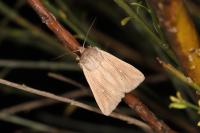 Mythimna congrua