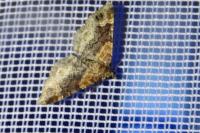 Xanthorhoe spadicearia/ferrugata