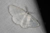 Cabera pusaria