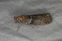Laodamia faecella