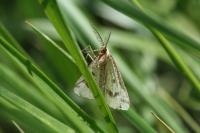 Aspitates ochrearia