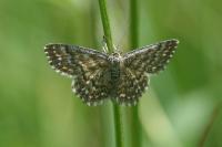 Scopula immorata