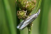 Crambus lathoniellus
