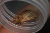 Eriopygodes imbecilla