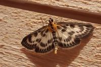 Anania hortulata