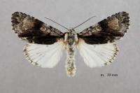 Acronicta alni