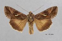 Autographa gamma