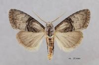 Meganola togatulalis