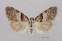 Nola cucullatella
