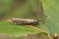 Seeboldia korgosella