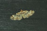Eupithecia linariata/pulchellata/pyreneata