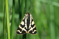 Arctia plantaginis