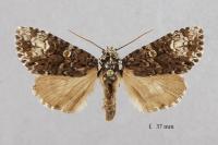 Craniophora ligustri