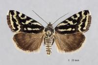 Emmelia trabealis