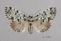 Moma alpium
