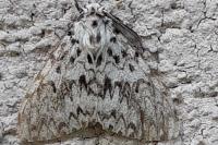 Lymantria monacha
