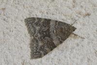 Catocala nupta