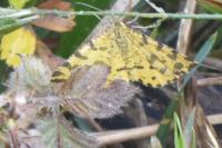 Pseudopanthera macularia