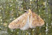 Erannis defoliaria