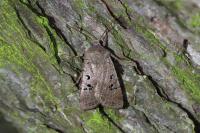 Conistra rubiginosa