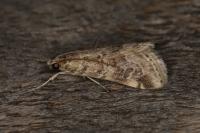 Hellula undalis