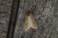 Udea ferrugalis