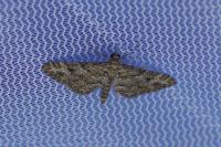 Gymnoscelis rufifasciata