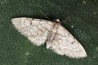 Eupithecia indigata