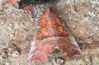 Scoliopteryx libatrix