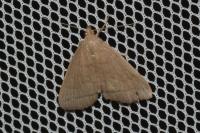 Herminia tarsipennalis