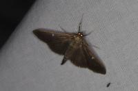 Cydalima perspectalis